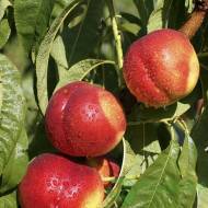 Саженец нектарин Фантазия